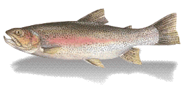 troutanim.gif
